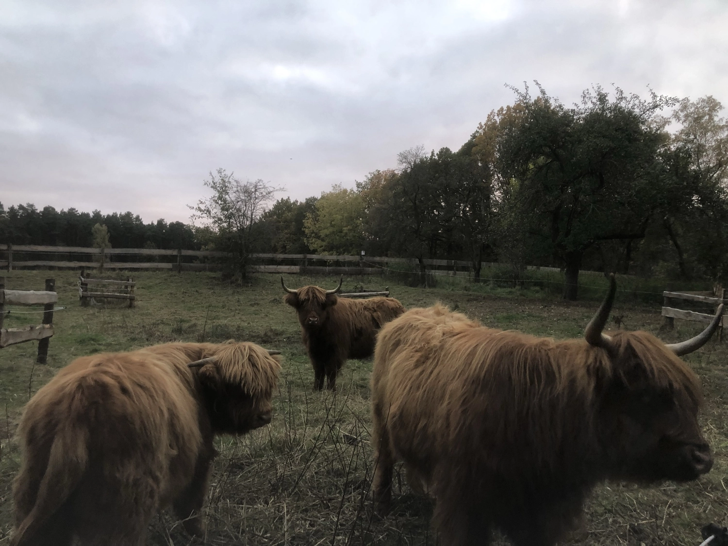 Hof Drögemühle - Landwirtschaft - Herde
