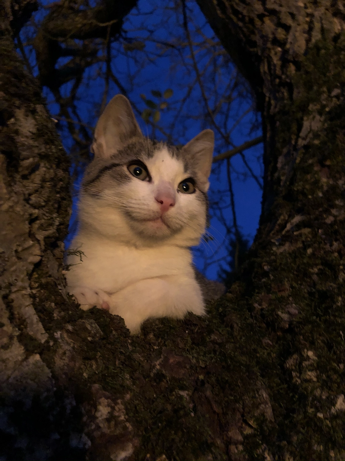 Hof Drögemühle - Landwirtschaft - Katze