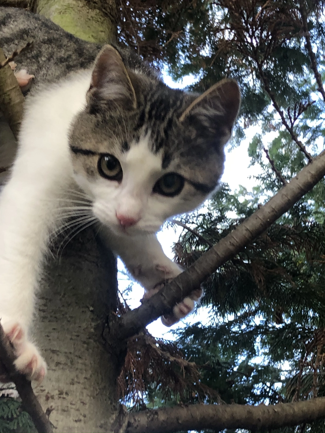 Hof Drögemühle - Landwirtschaft - Katze