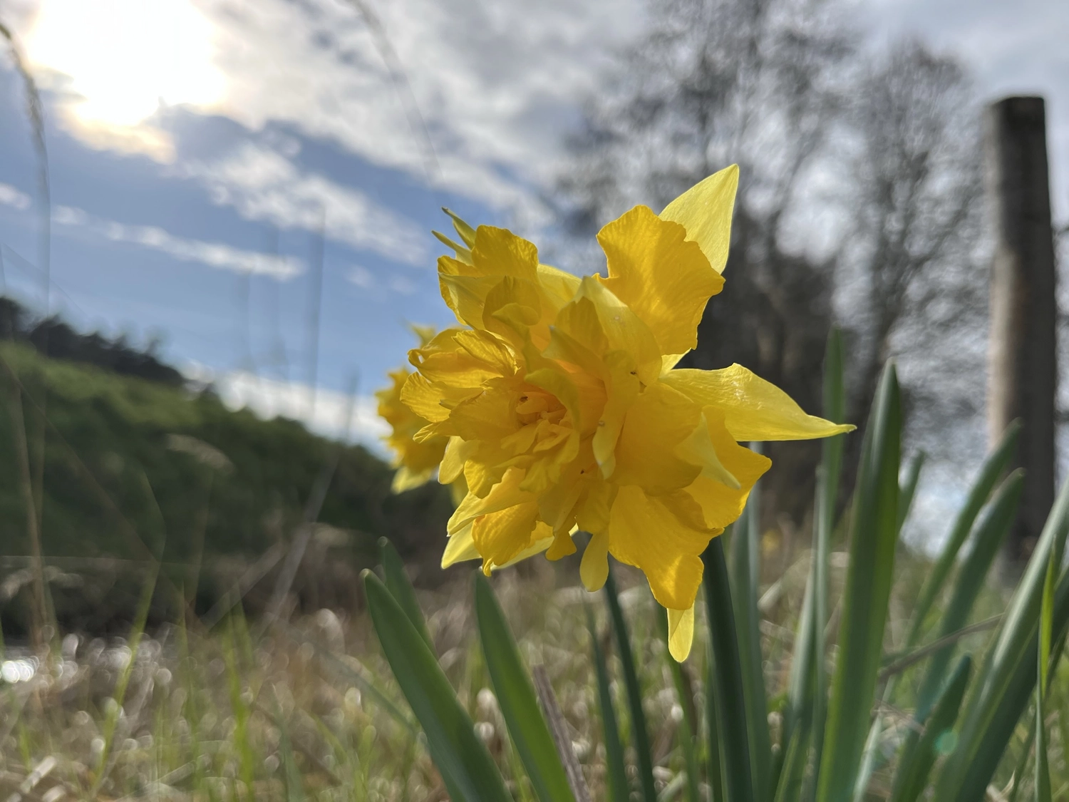 Hof Drögemühle - Landwirtschaft - gelbe Blume