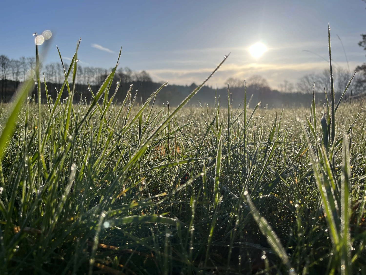 Hof Drögemühle - Landwirtschaft - Wasser auf Gras fällig