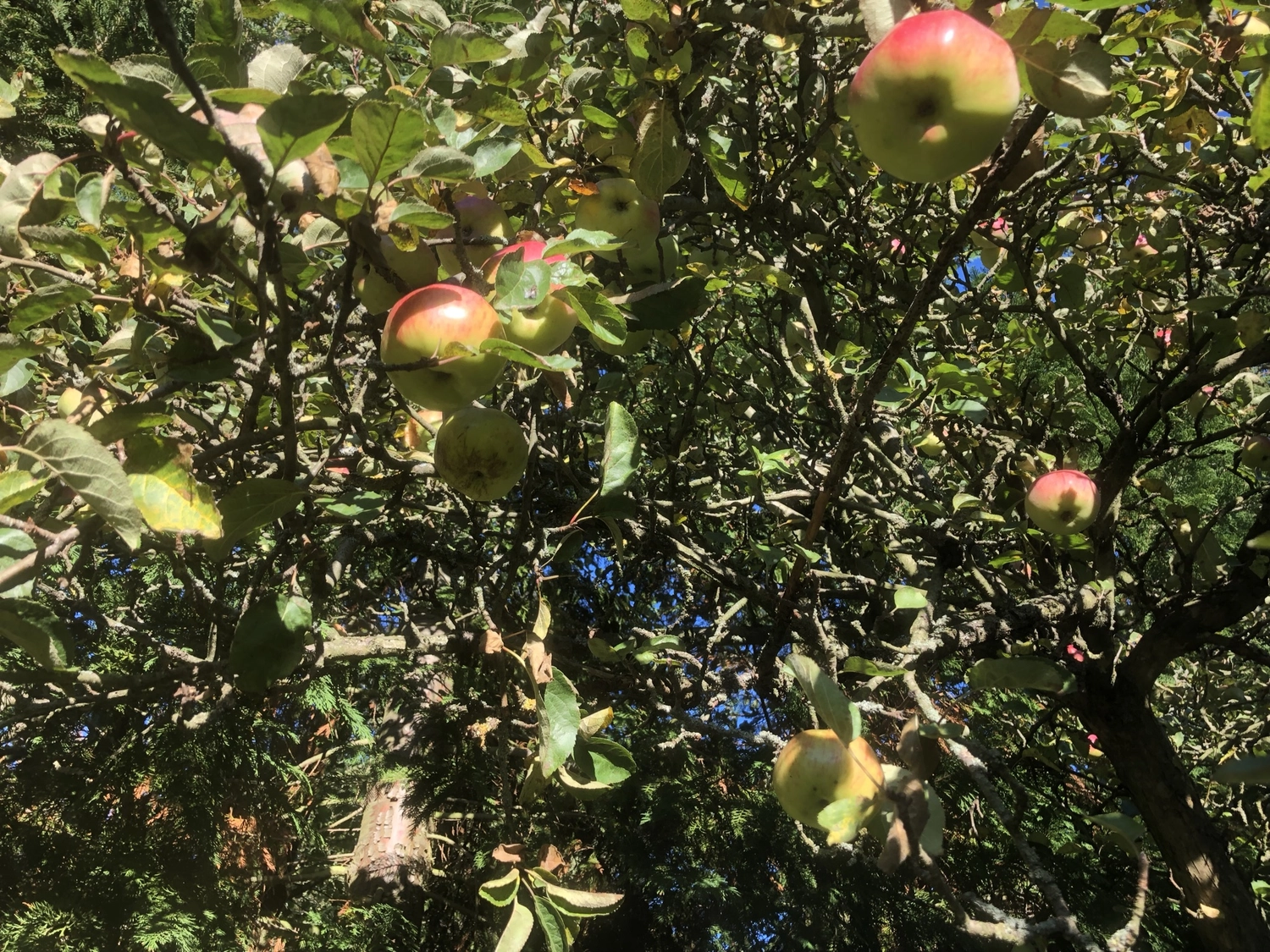 Hof Drögemühle - Landwirtschaft - Äpfel