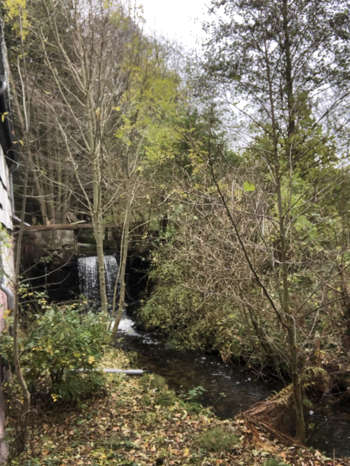 Hof Drögemühle - Landwirtschaft - Wald