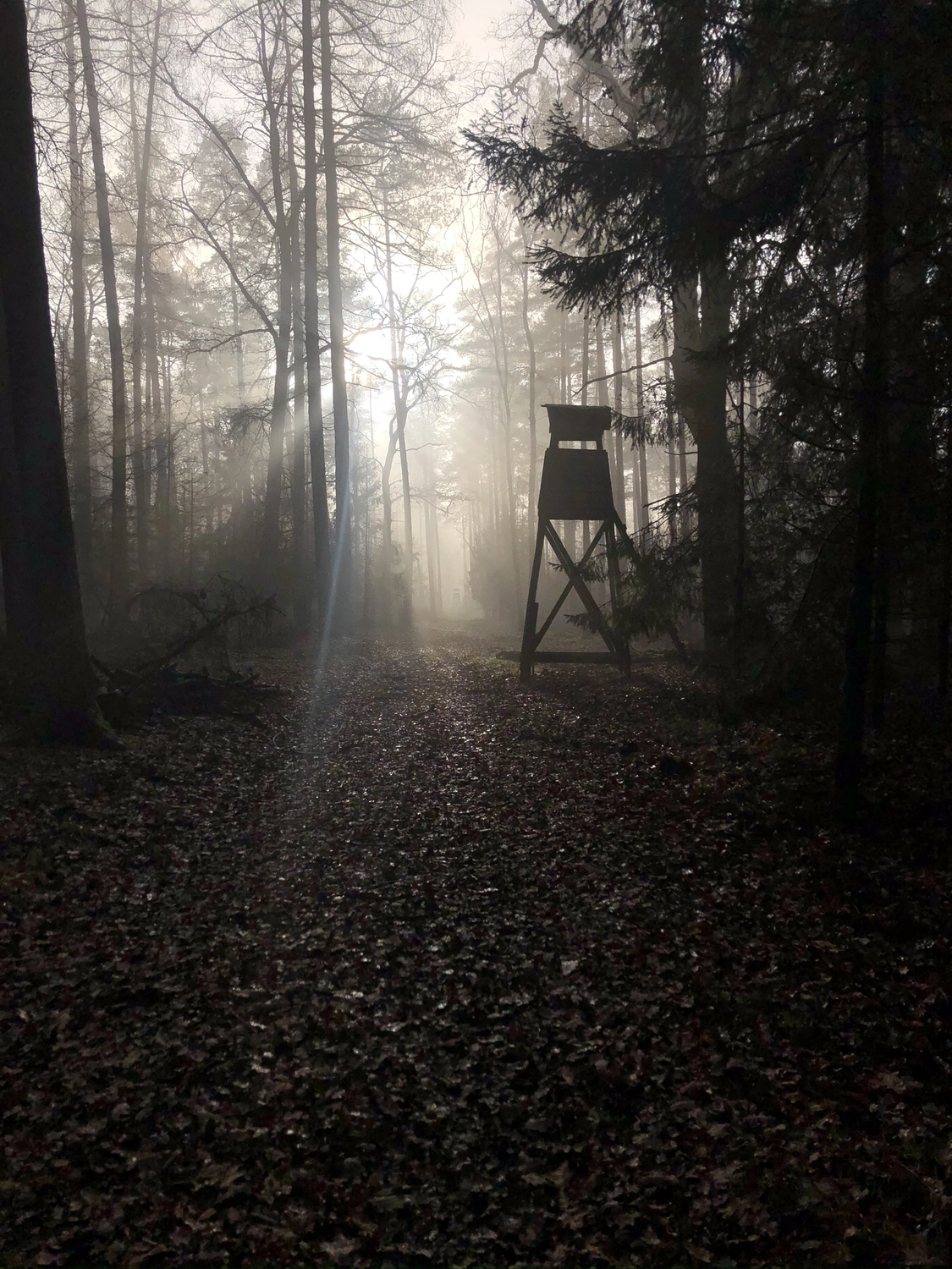 Hof Drögemühle - Landwirtschaft - Die Sonne scheint durch die Bäume des Waldes