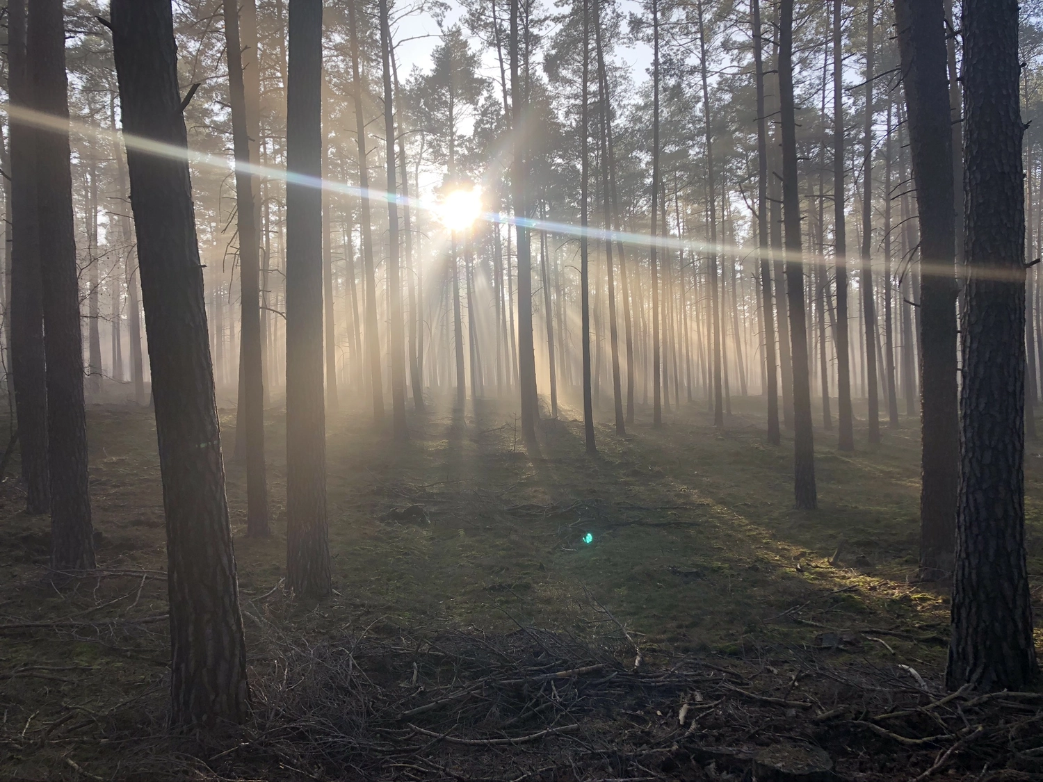 Hof Drögemühle - Landwirtschaft - Die Sonne scheint durch die Bäume des Waldes