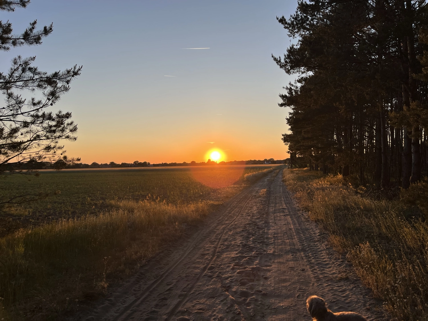 Hof Drögemühle - Landwirtschaft - Sonnenaufgang