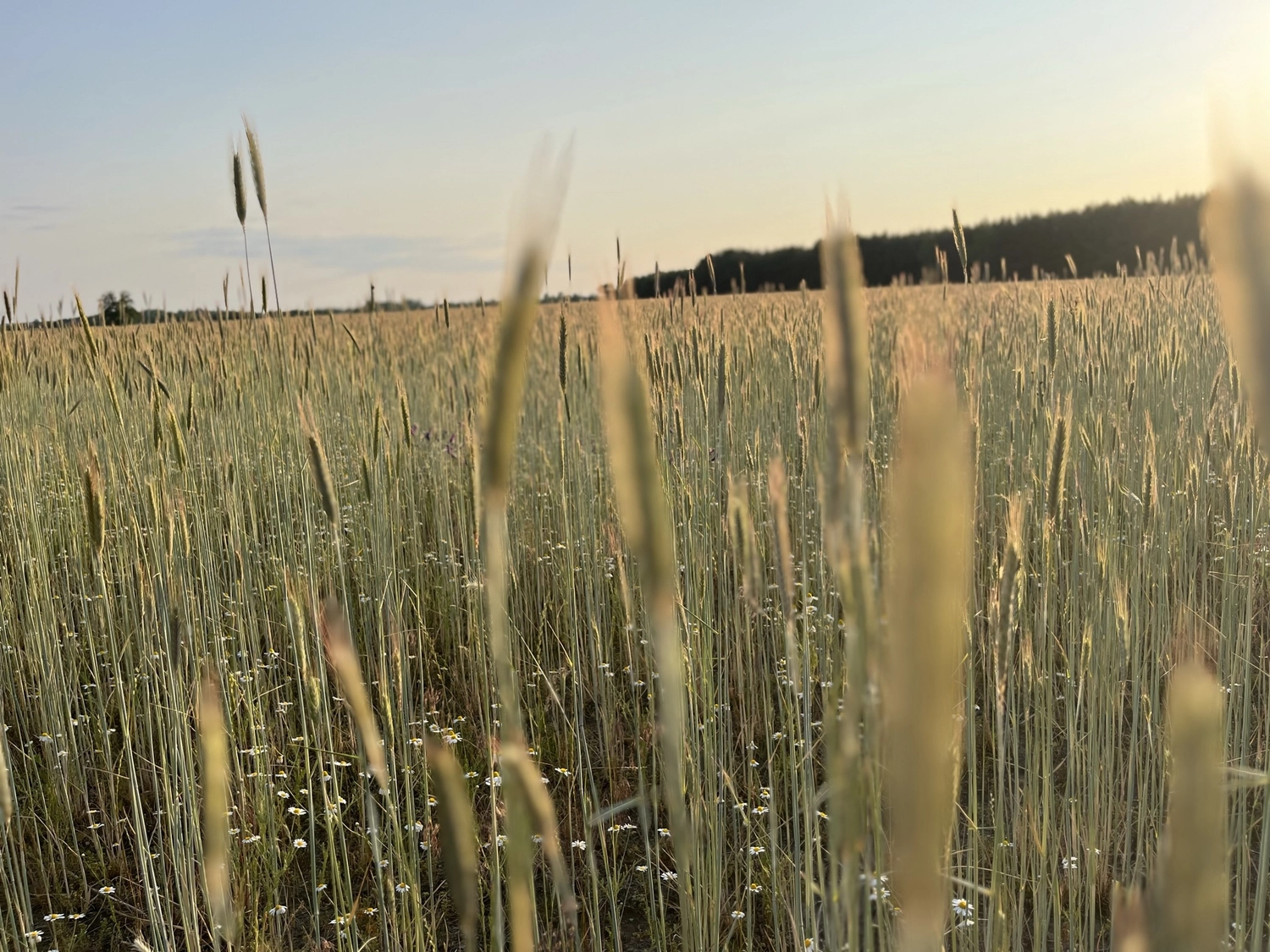 Hof Drögemühle - Landwirtschaft - Gras