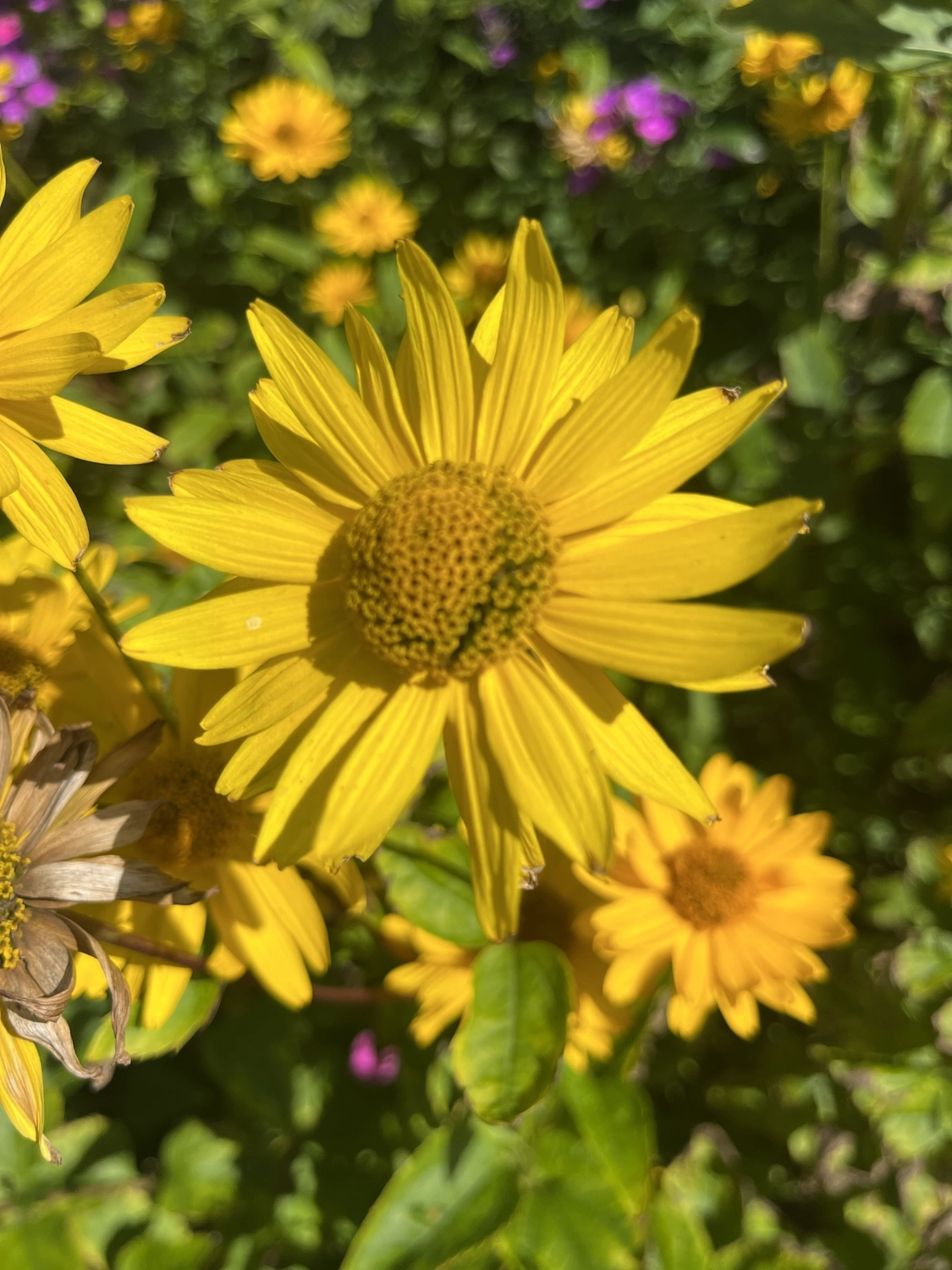 Hof Drögemühle - Landwirtschaft - Sonnenblume