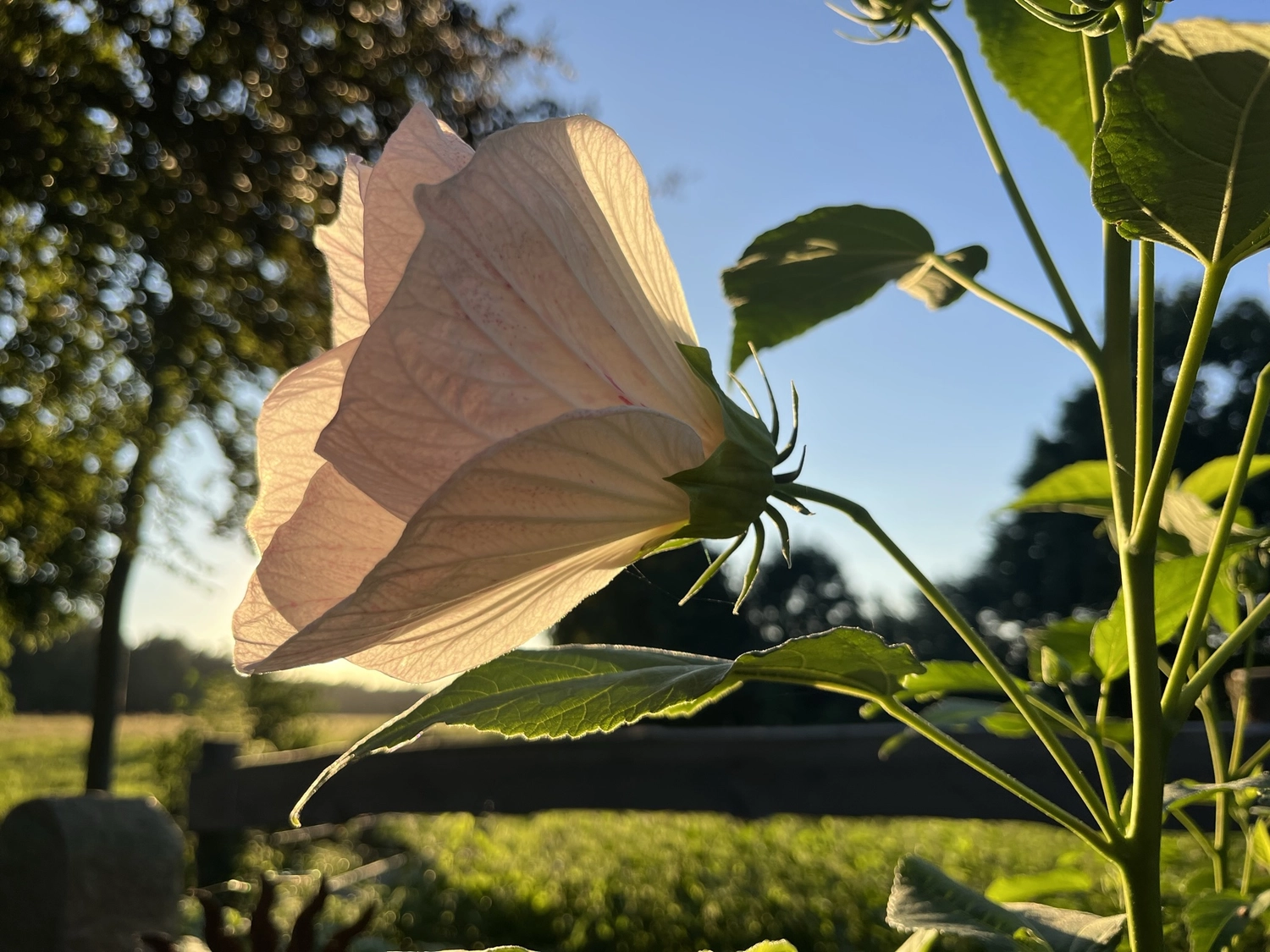 Hof Drögemühle - Landwirtschaft - Blume