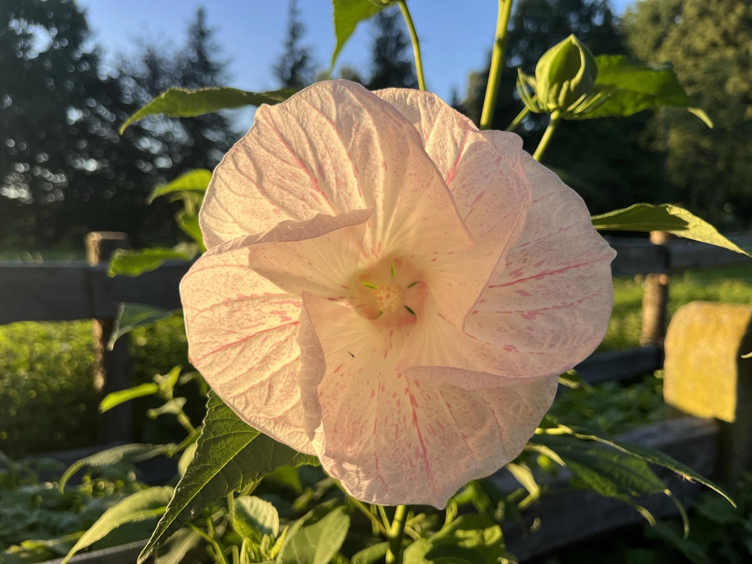 Hof Drögemühle - Landwirtschaft - Blume
