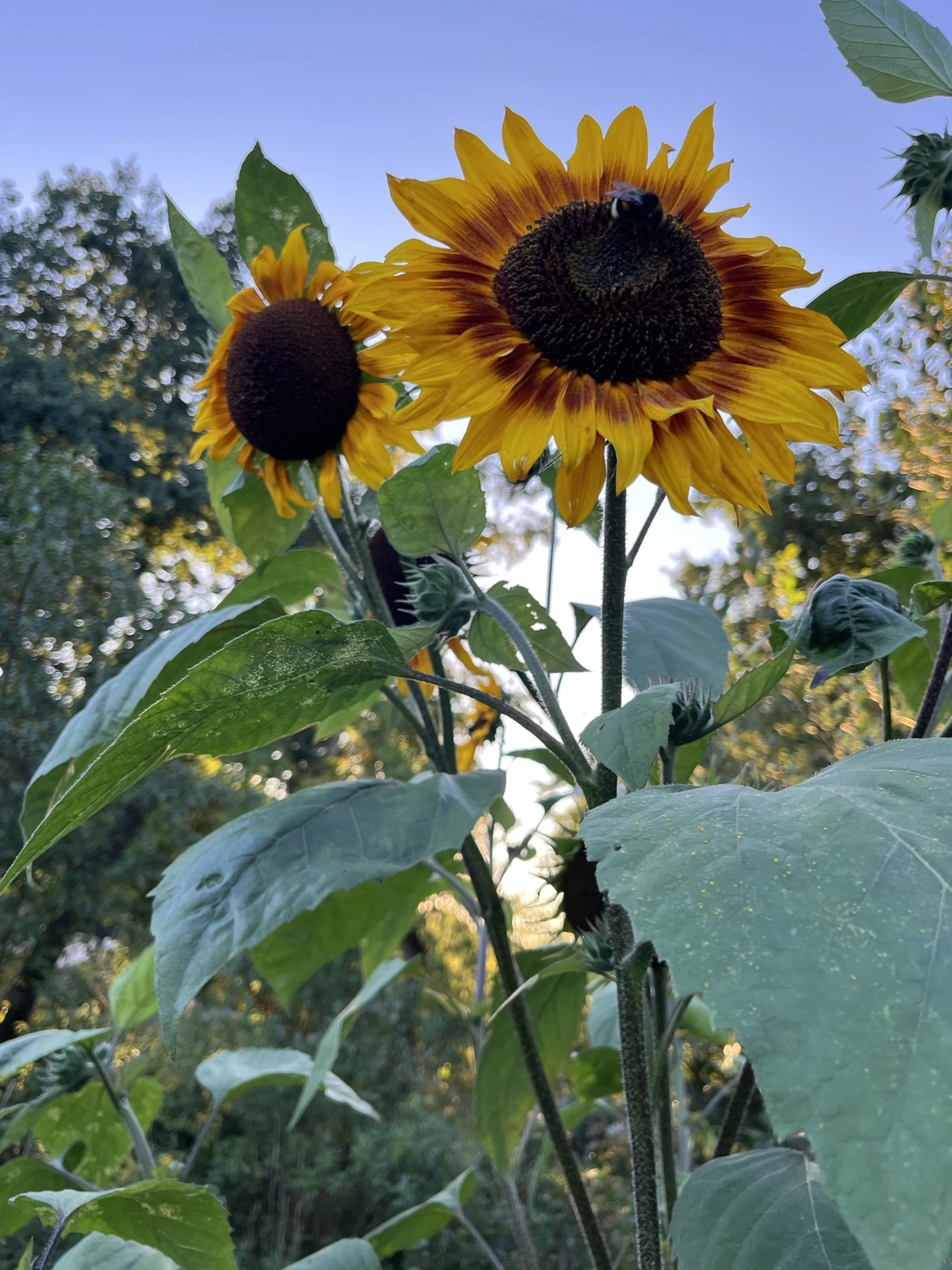 Hof Drögemühle - Landwirtschaft - Sonnenblume
