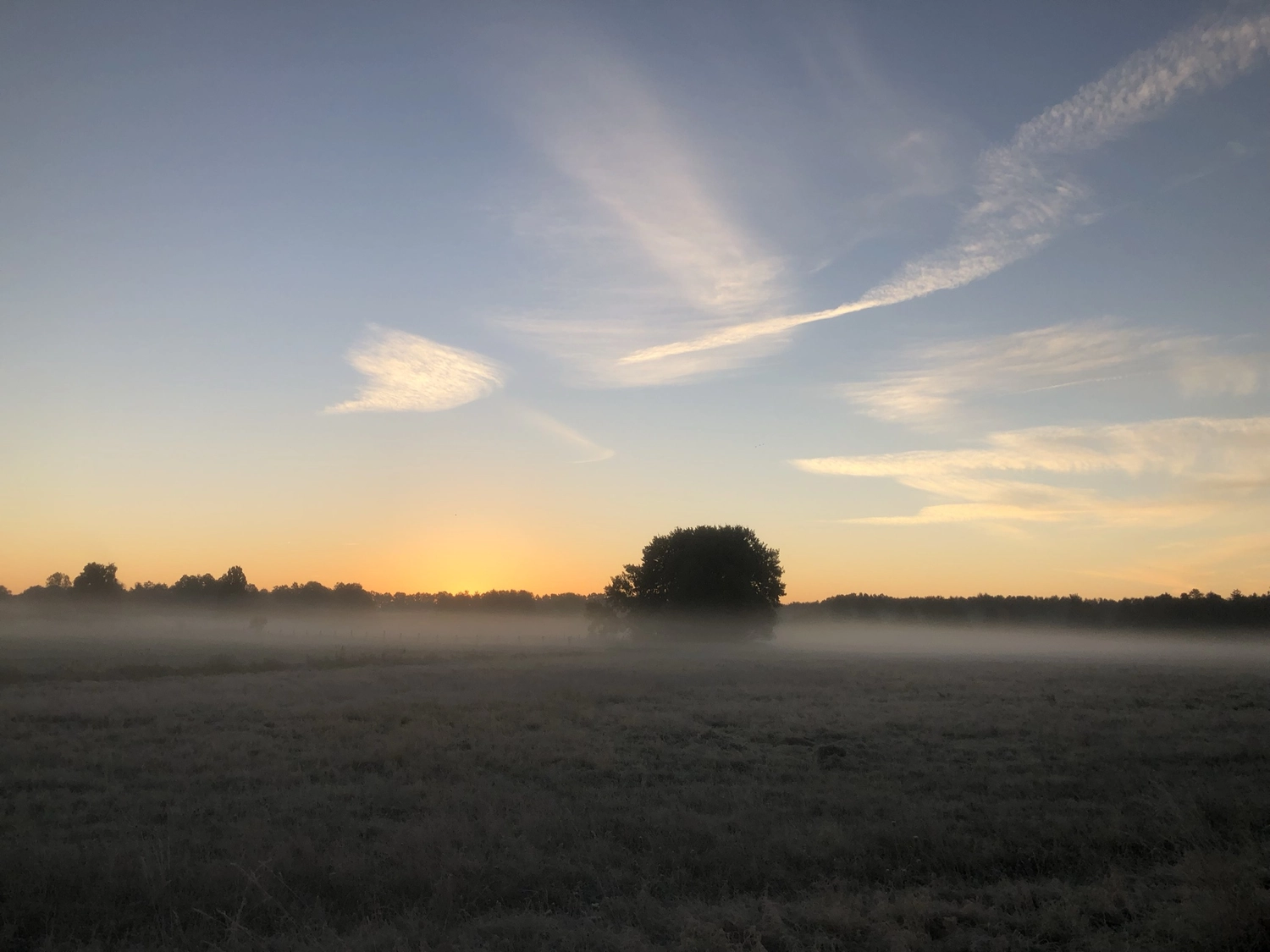 Hof Drögemühle - Landwirtschaft - Nebel im Land