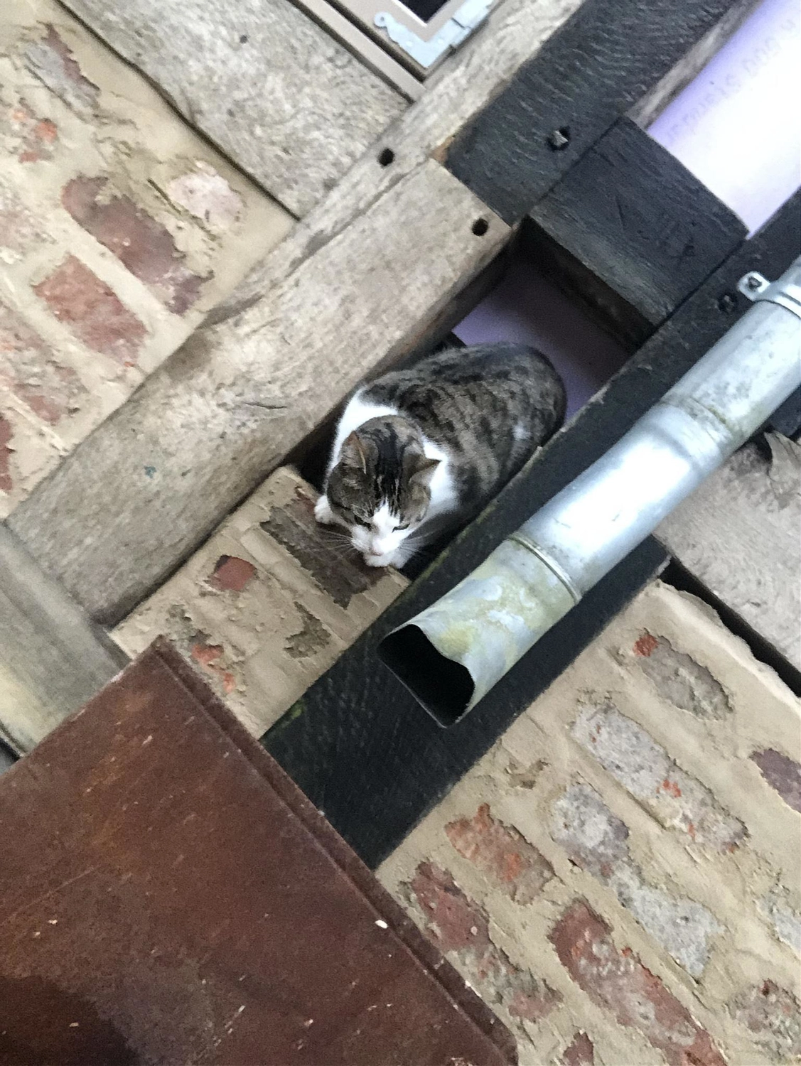 Hof Drögemühle - Landwirtschaft - Austausch der maroden Schwellbalken am Mühlengebäude