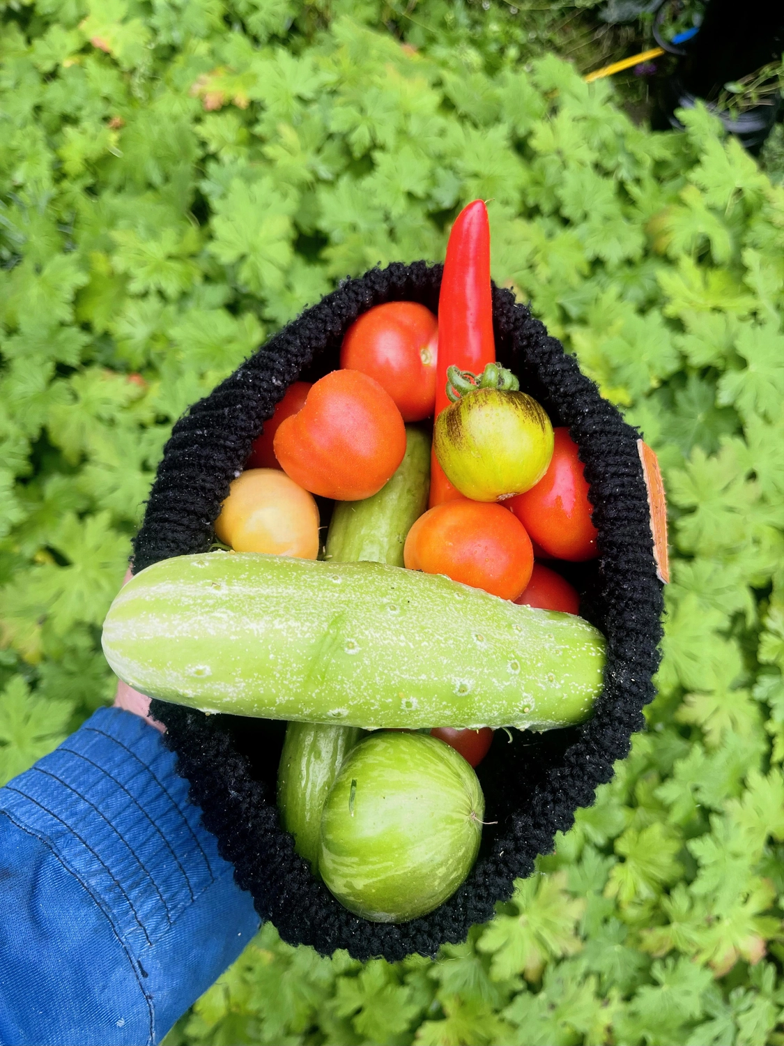 Hof Drögemühle - Landwirtschaft - Gewächshaus