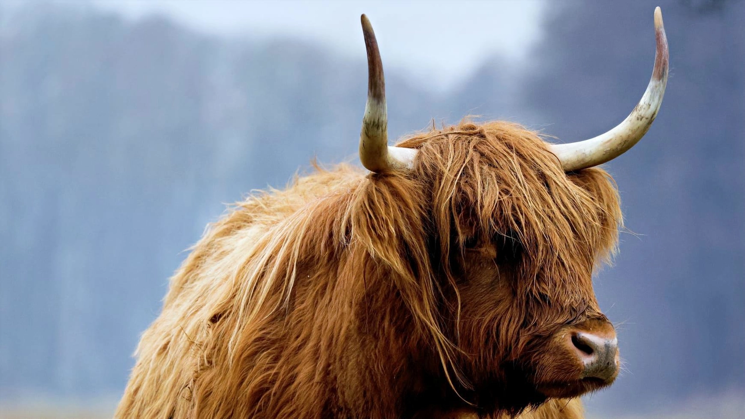 Hof Drögemühle - Landwirtschaft - Yalkhorn