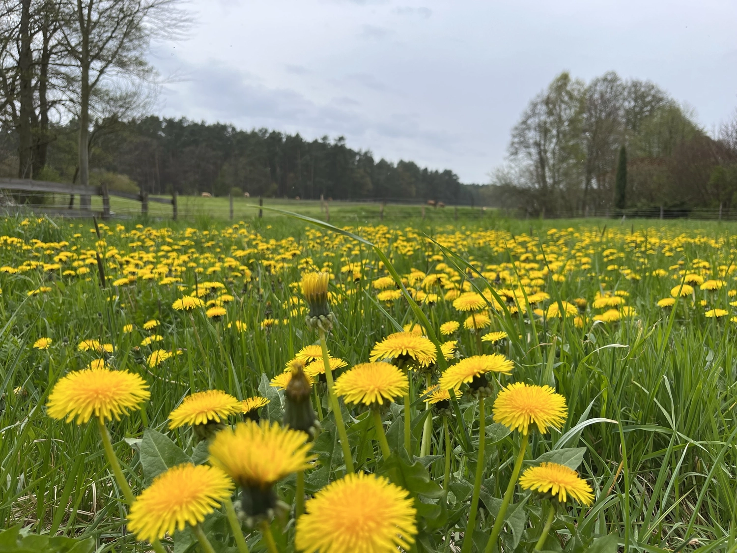 Hof Drögemühle - Landwirtschaft - gelbe Blüten