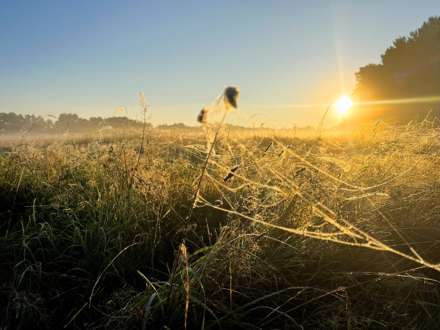Hof Drögemühle - Landwirtschaft - Feld
