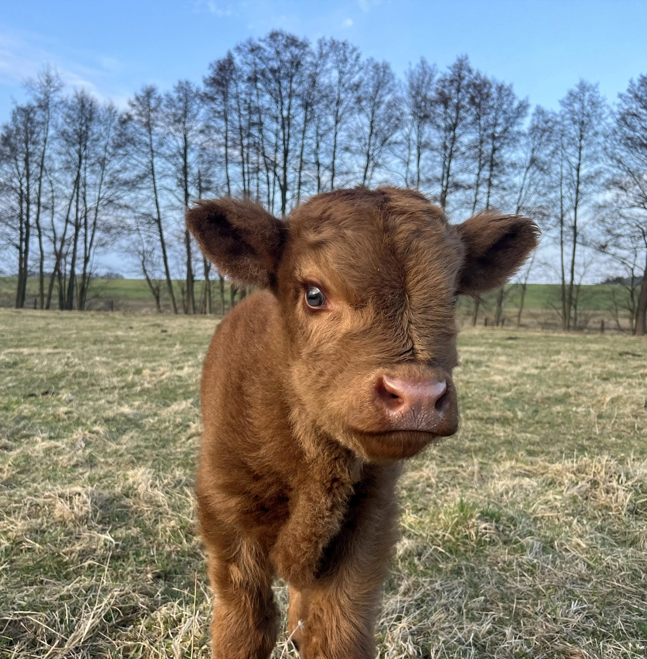 Hof Drögemühle - Landwirtschaft - Kalb