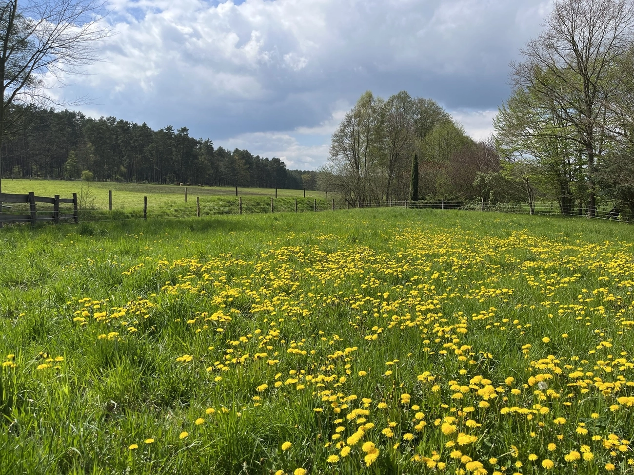 Hof Drögemühle - Landwirtschaft - Blumenfeld