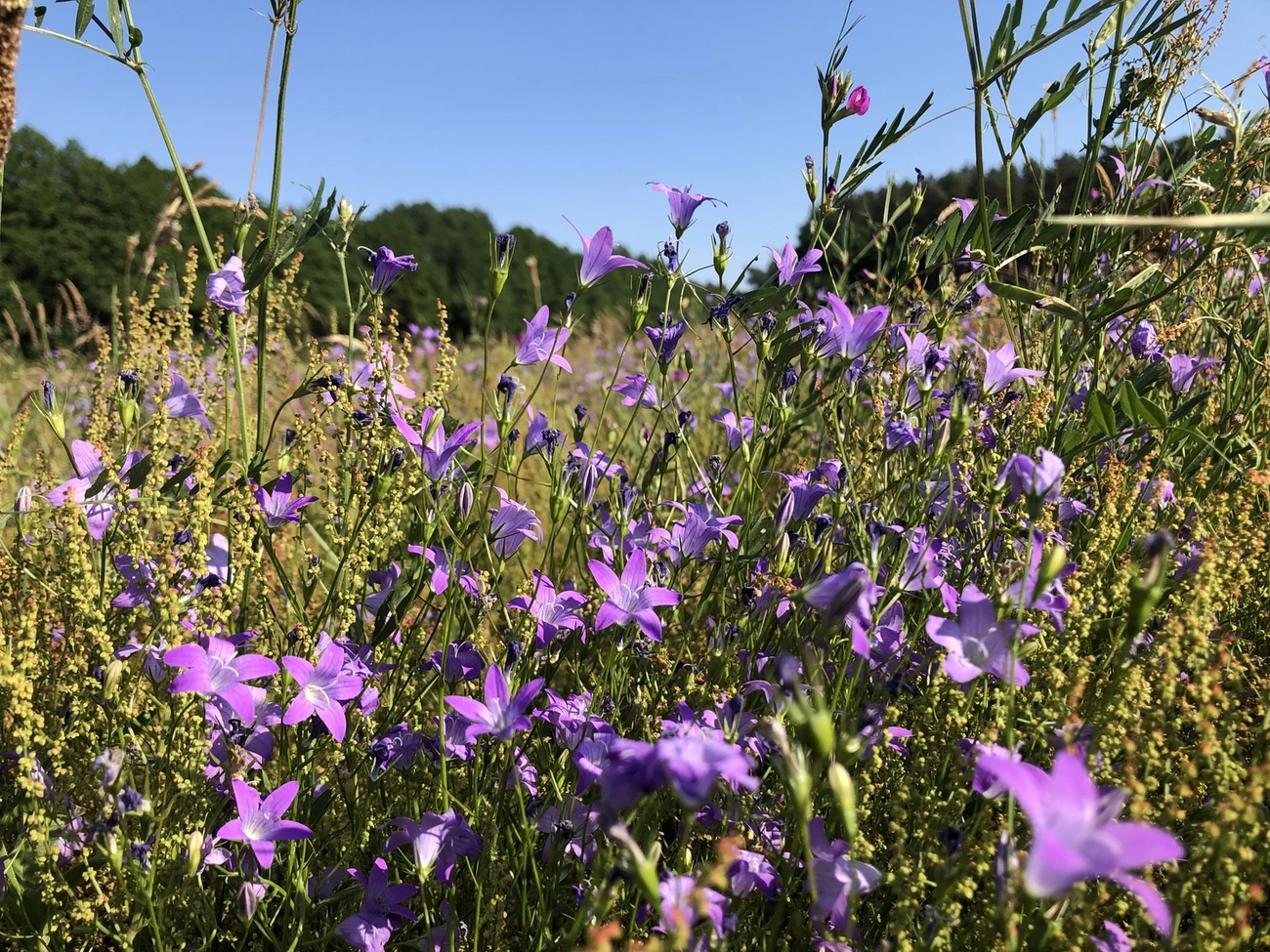 Hof Drögemühle - Landwirtschaft - Blumen