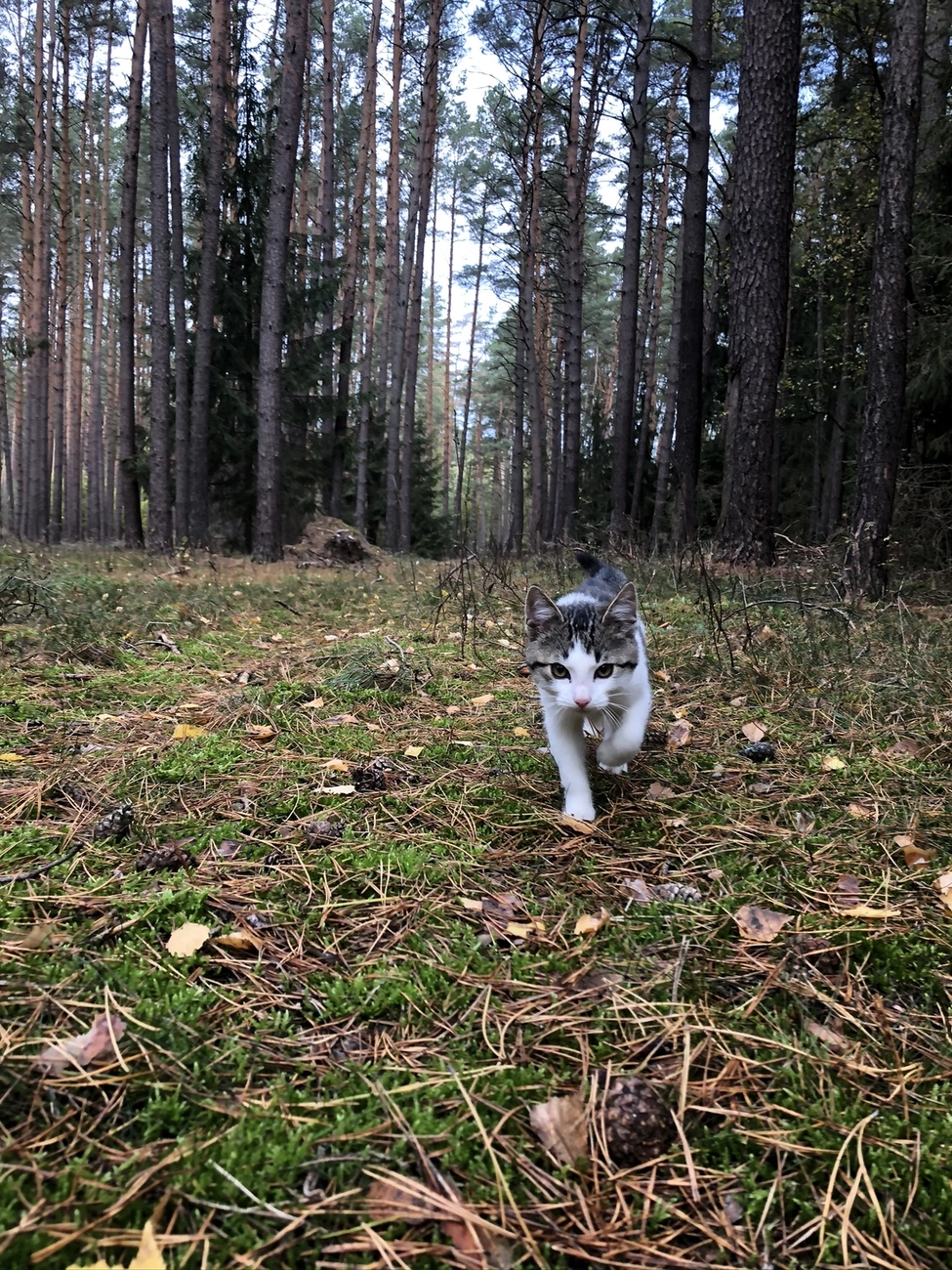 Hof Drögemühle - Landwirtschaft - Katze