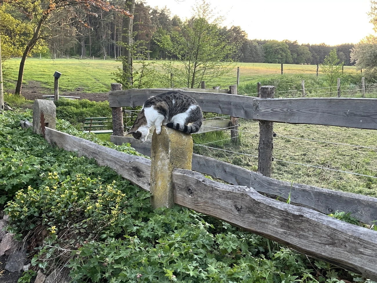 Hof Drögemühle - Landwirtschaft - Katze