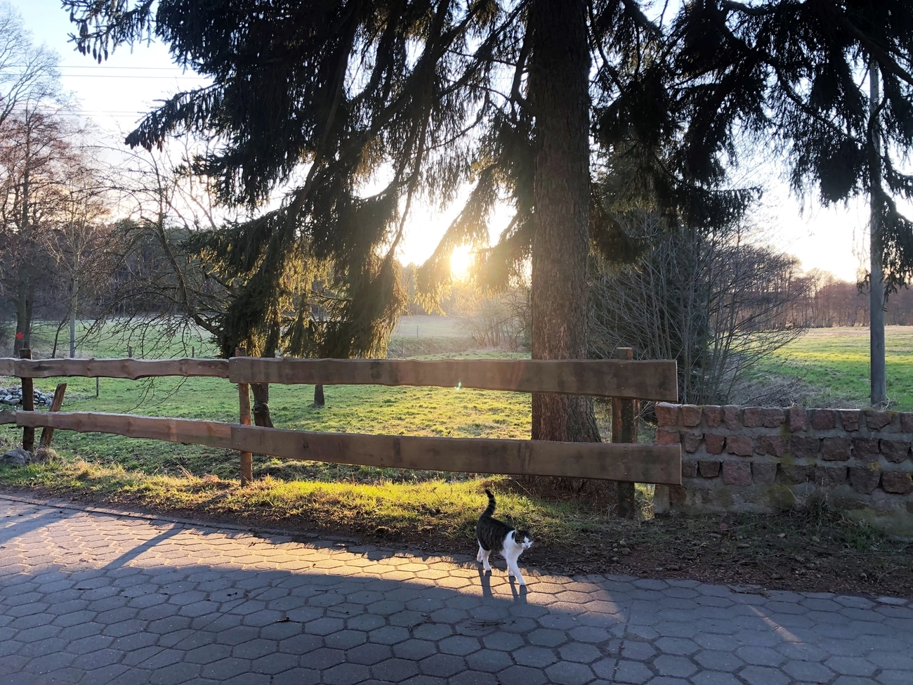 Hof Drögemühle - Landwirtschaft - Katze