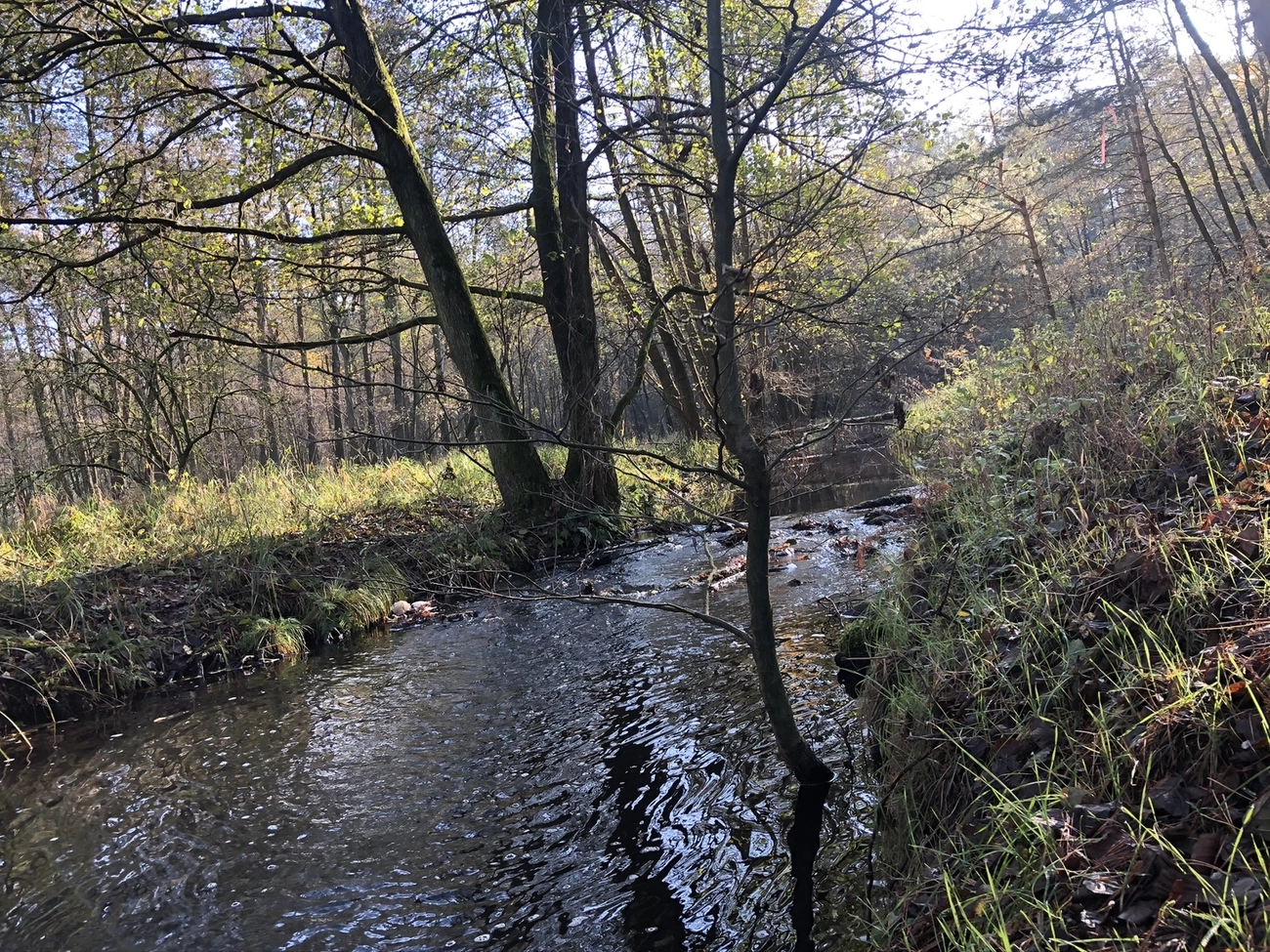 Hof Drögemühle - Landwirtschaft - Wasser im Wald