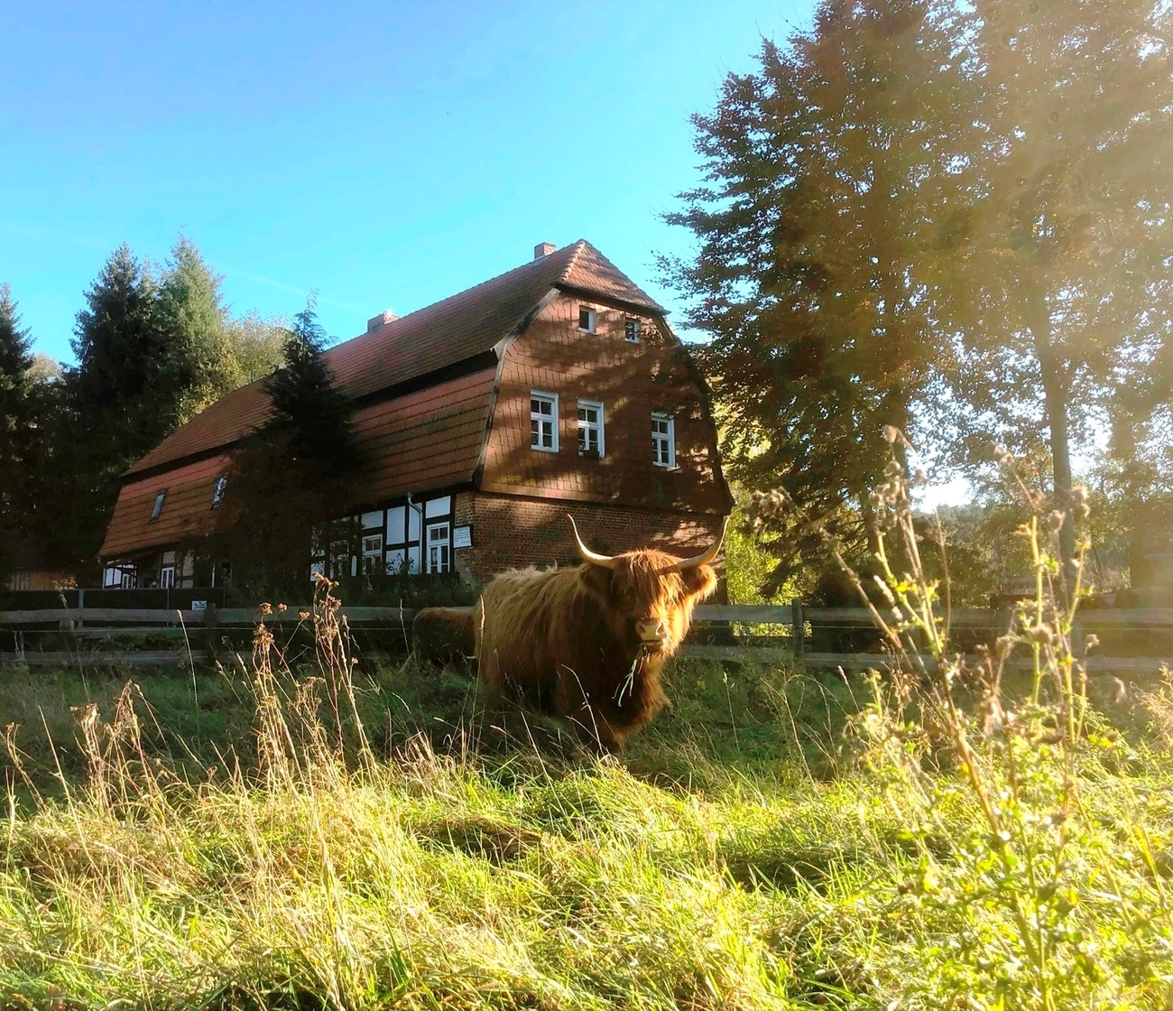 Hof Drögemühle - Landwirtschaft - Yak auf dem Bauernhof