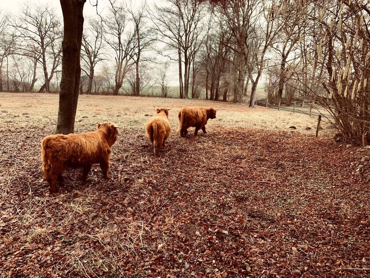 Hof Drögemühle - Landwirtschaft - Yaks