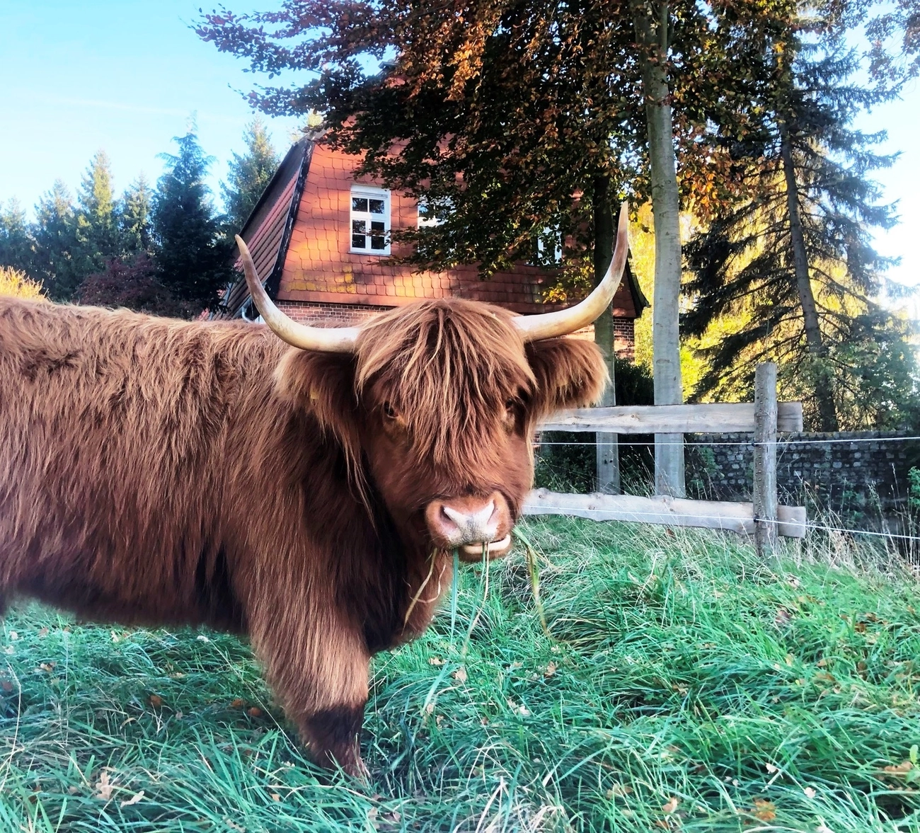Hof Drögemühle - Landwirtschaft - Yak auf dem Bauernhof