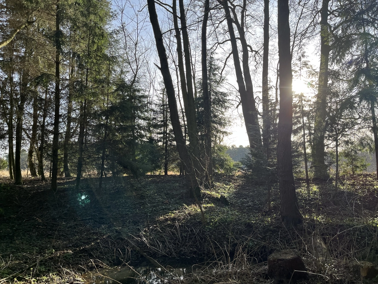 Hof Drögemühle - Landwirtschaft - Wald