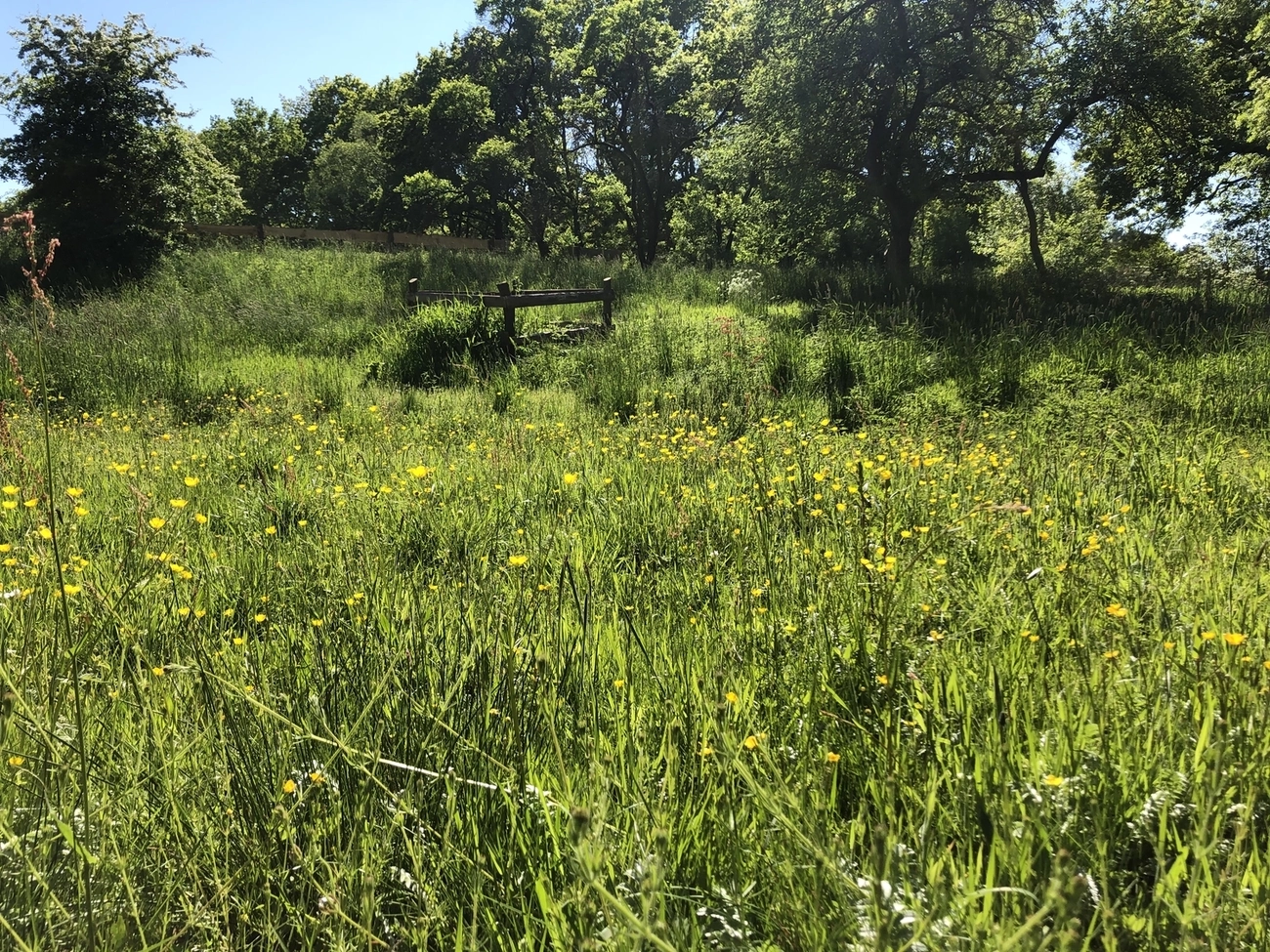Hof Drögemühle - Landwirtschaft - Feld