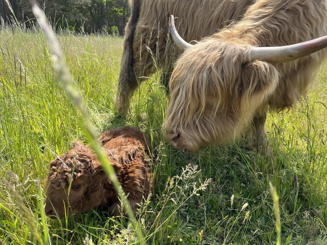  Hof Drögemühle - Landwirtschaft - Yak und Kalb