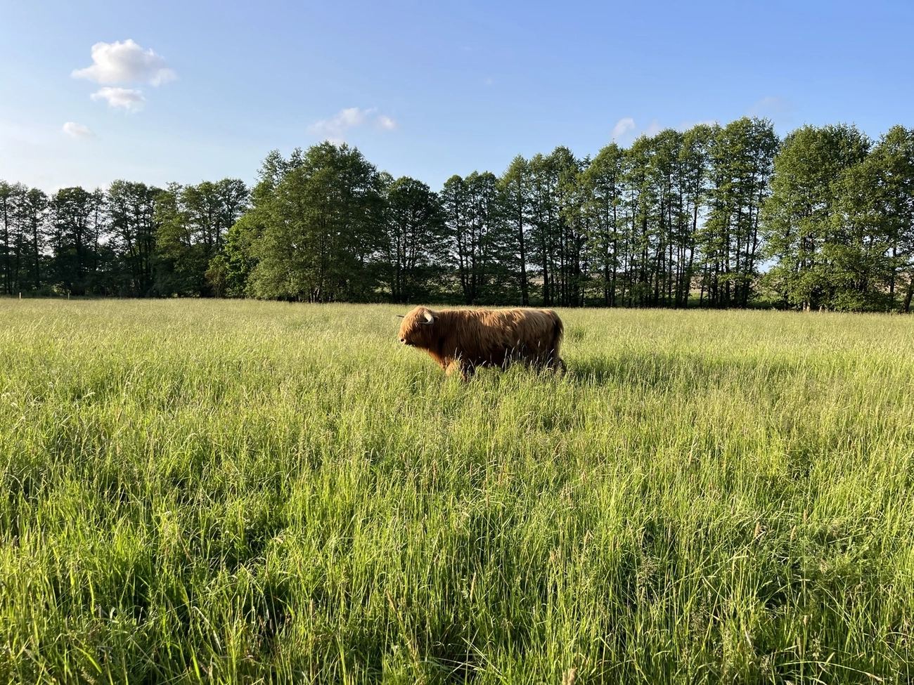 Hof Drögemühle - Landwirtschaft - Yaks