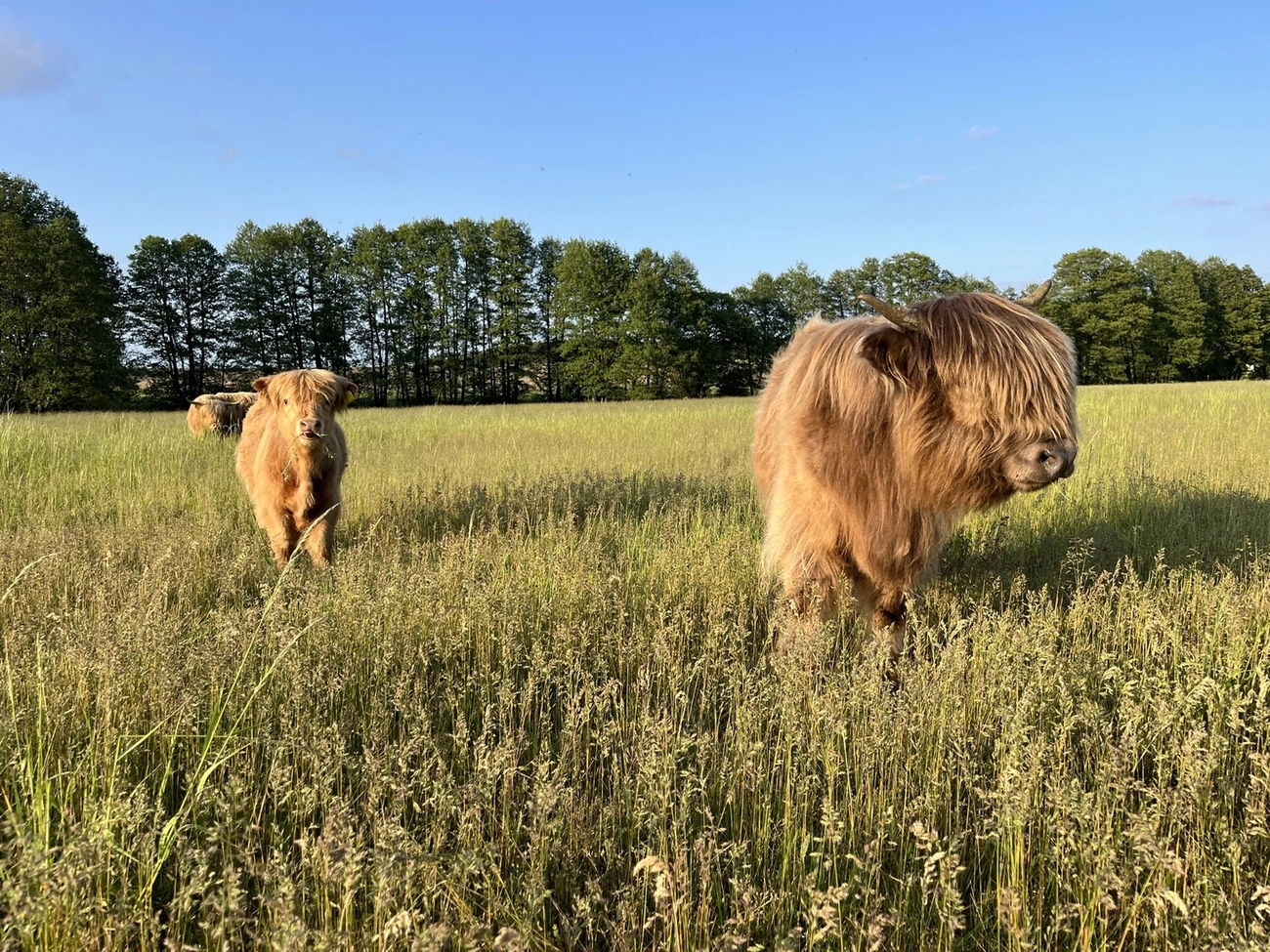 Hof Drögemühle - Landwirtschaft - Kalb