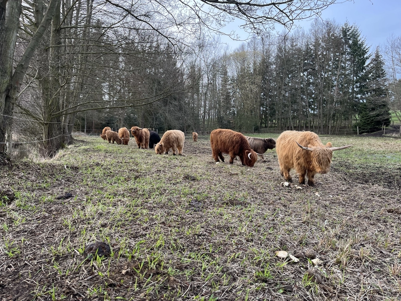 Hof Drögemühle - Landwirtschaft - Yaks