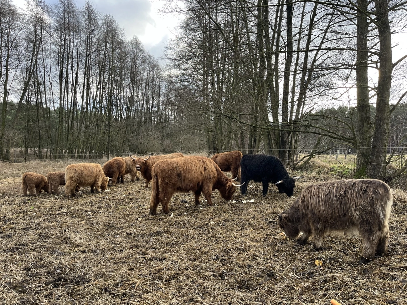Hof Drögemühle - Landwirtschaft - Herde