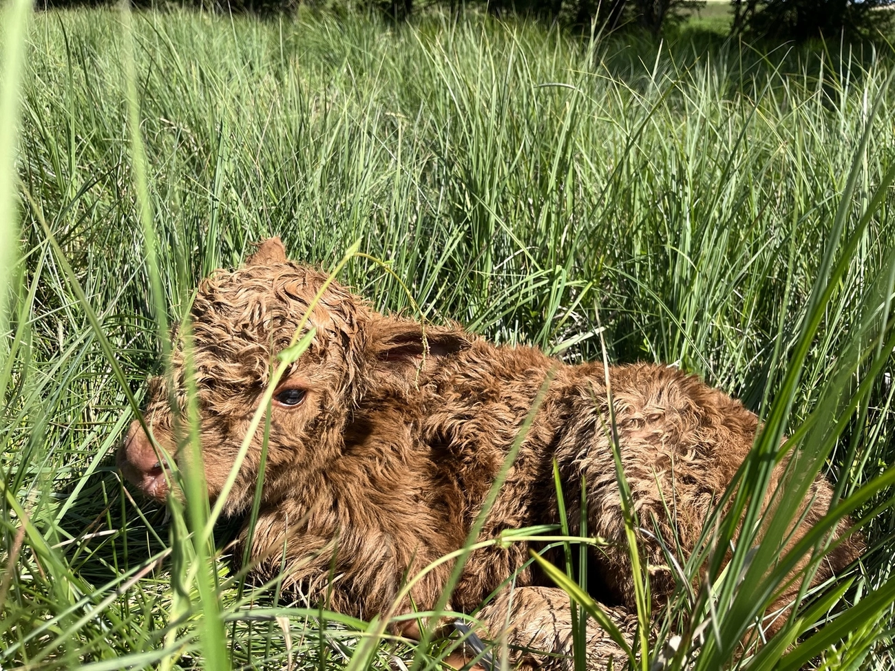 Hof Drögemühle - Landwirtschaft - Kalb