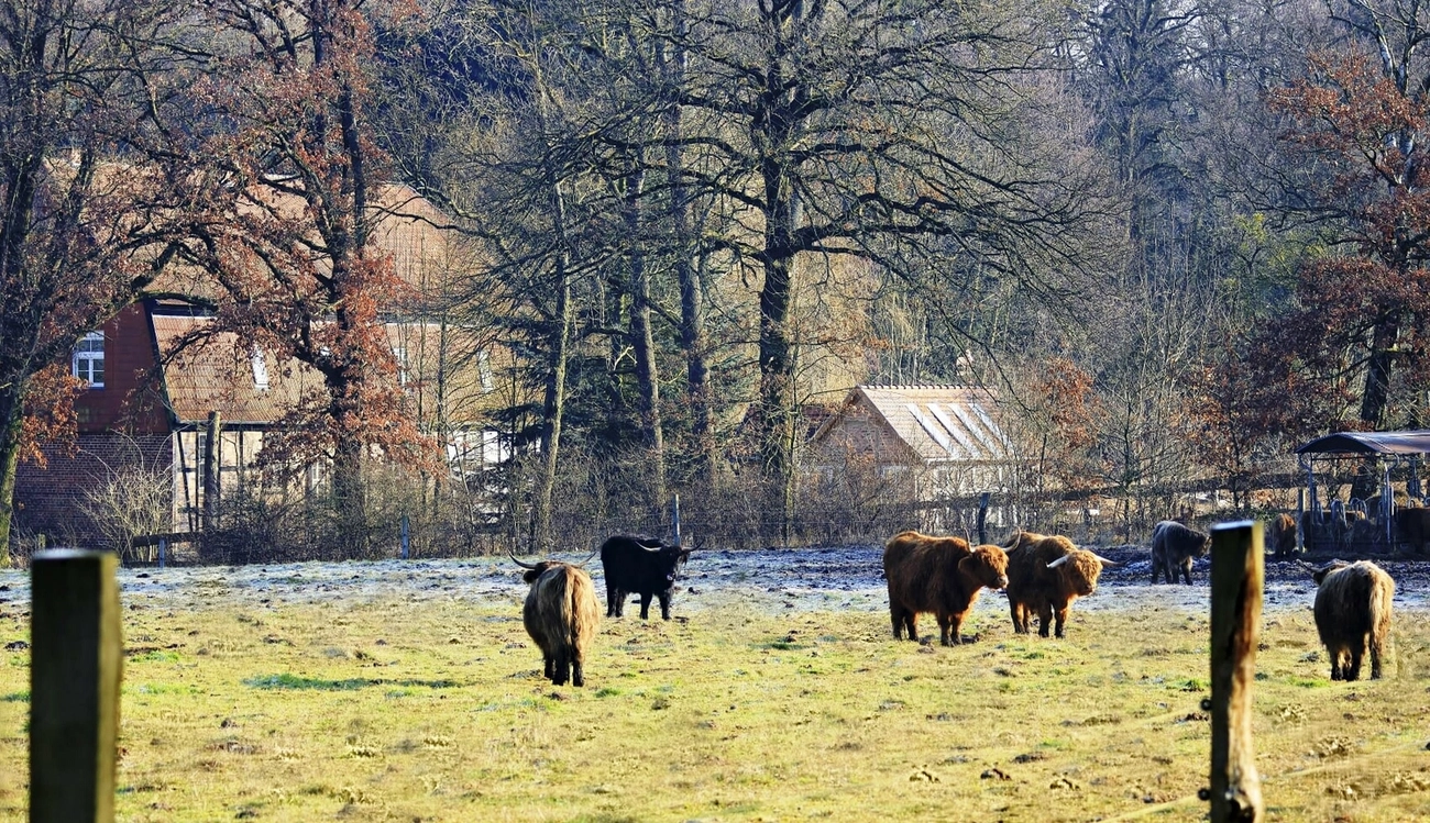 Hof Drögemühle - Landwirtschaft - Herde