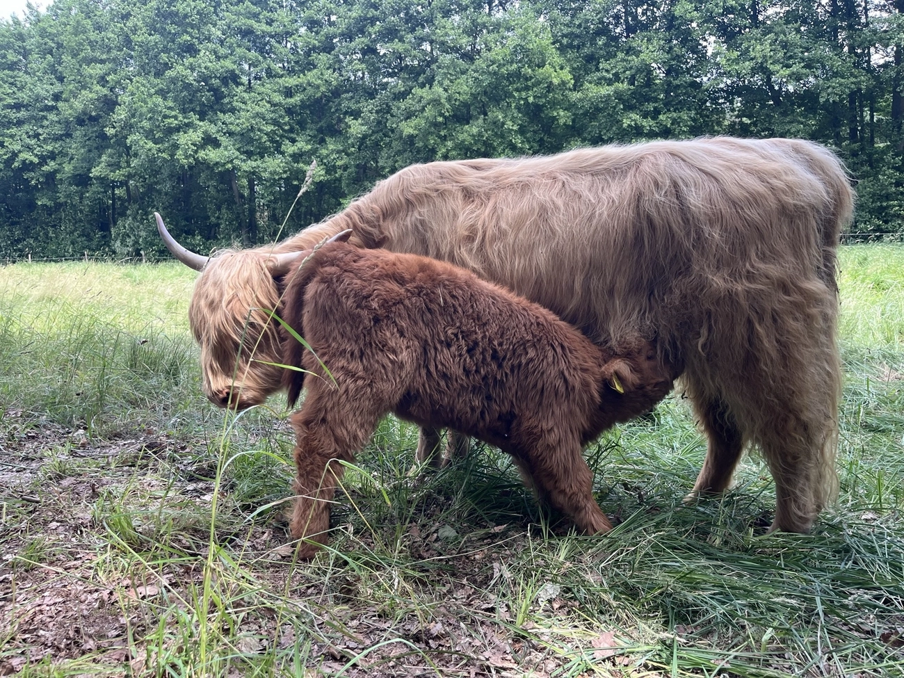 Hof Drögemühle - Landwirtschaft - Kalb trinkt Milch