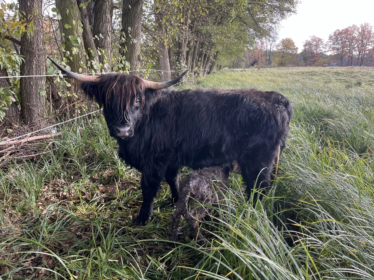  Hof Drögemühle - Landwirtschaft - Yak