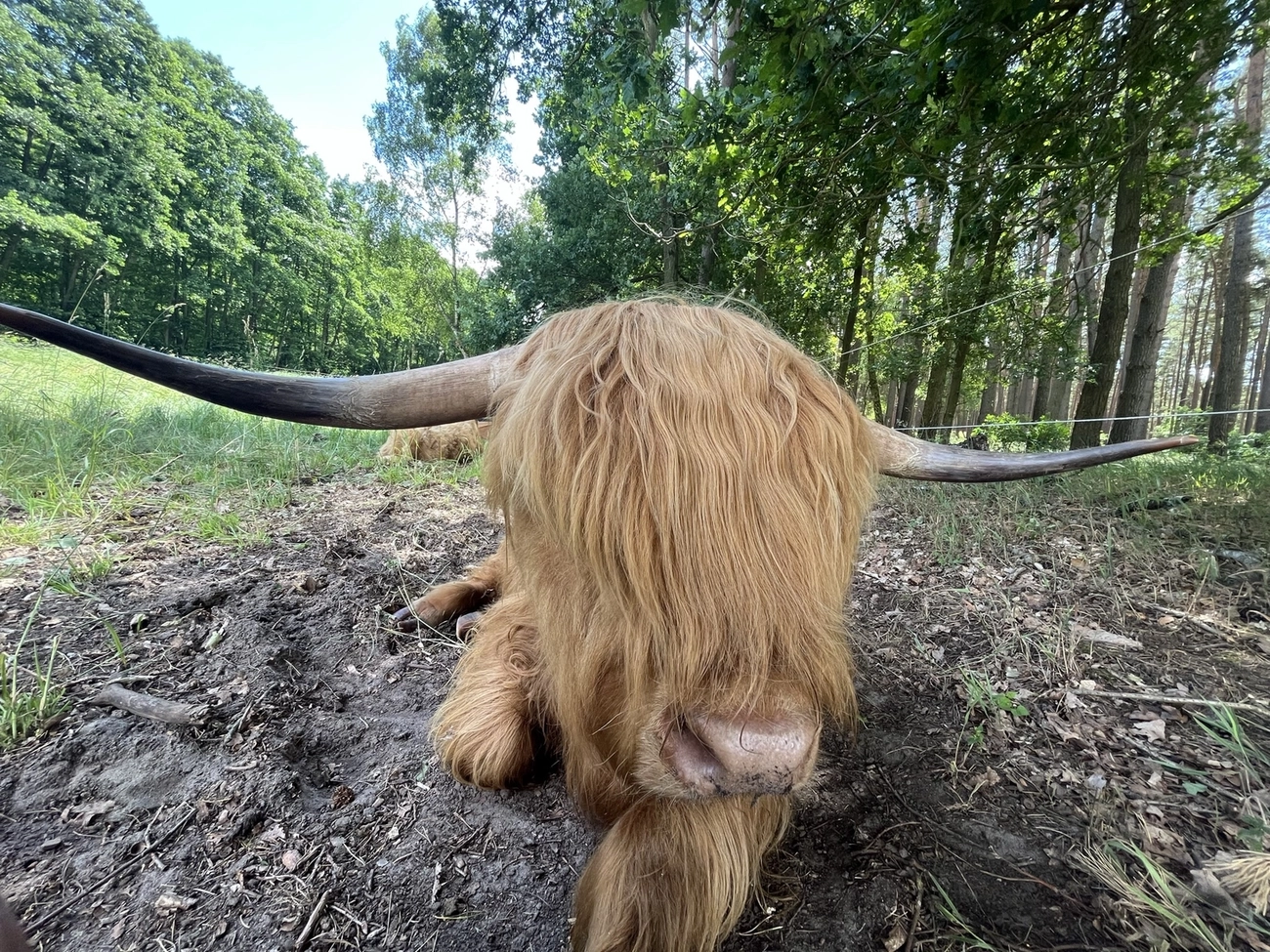 Hof Drögemühle - Landwirtschaft - Yak