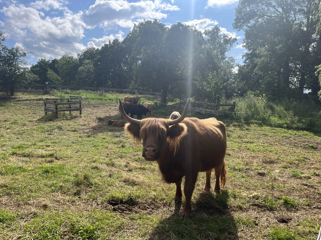 Hof Drögemühle - Landwirtschaft - Yak
