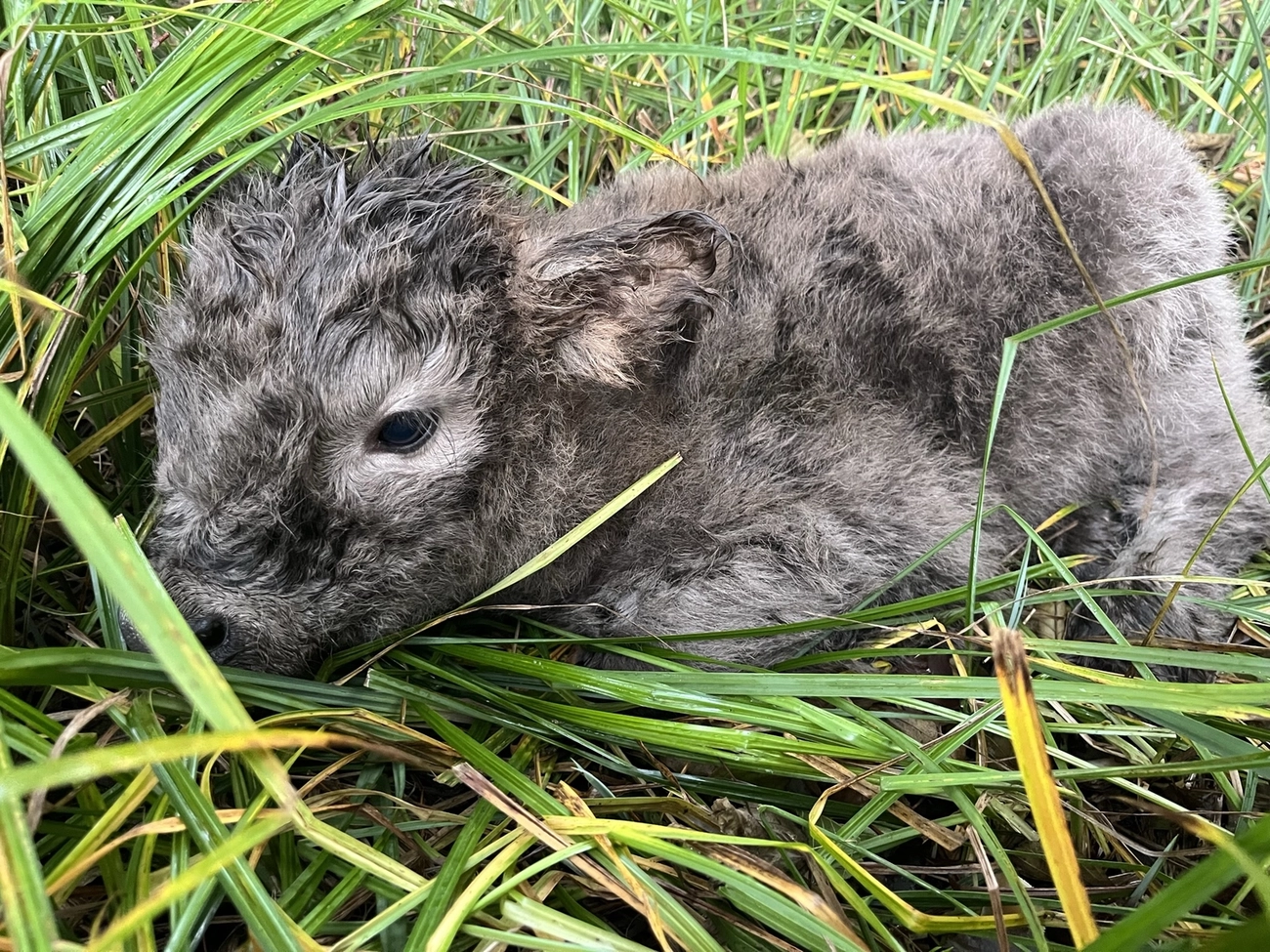 Hof Drögemühle - Landwirtschaft - Kalb