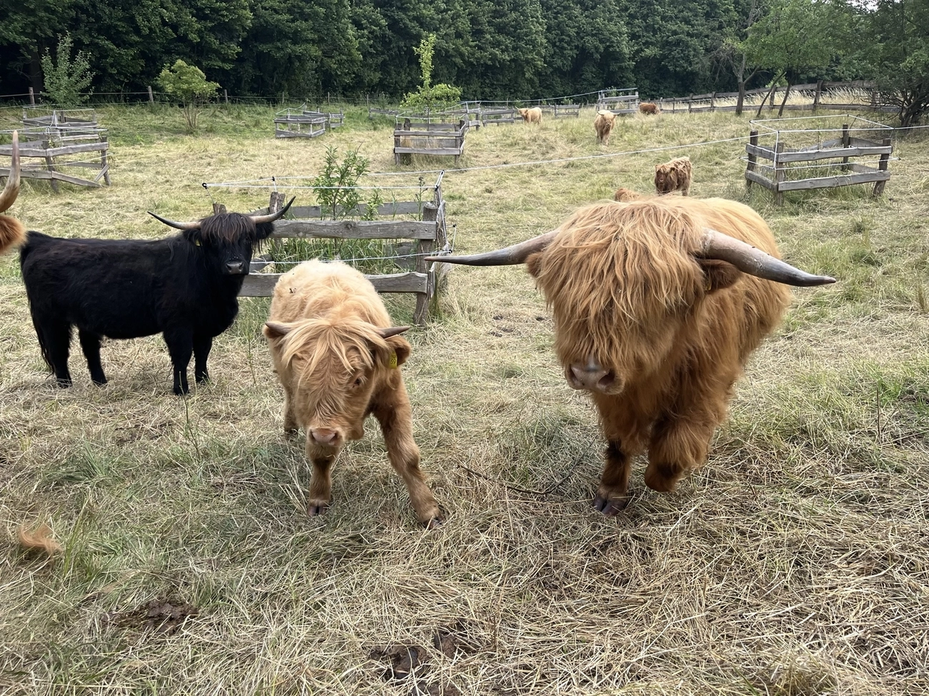 Hof Drögemühle - Landwirtschaft - Herde