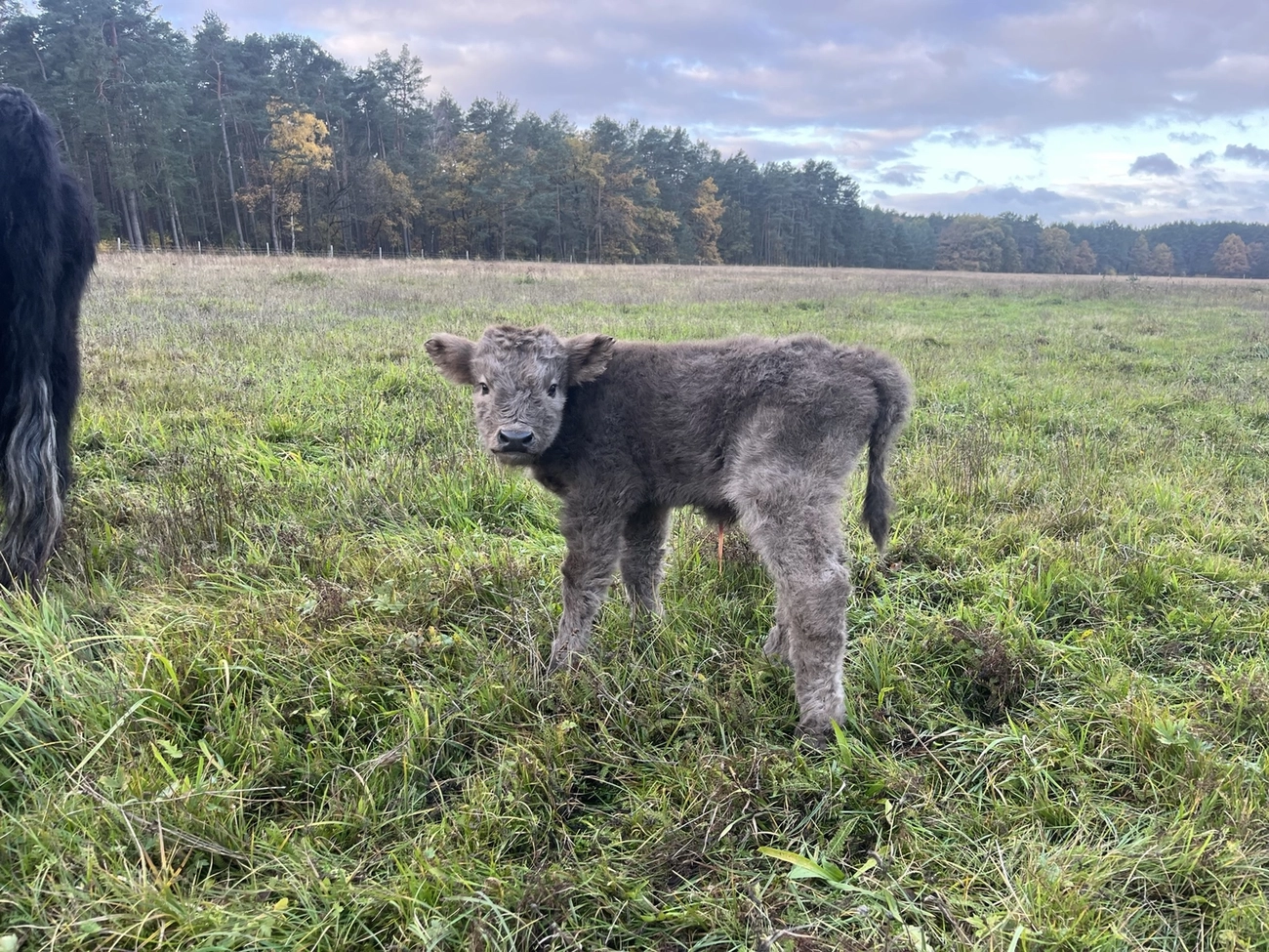 Hof Drögemühle - Landwirtschaft - Kalb