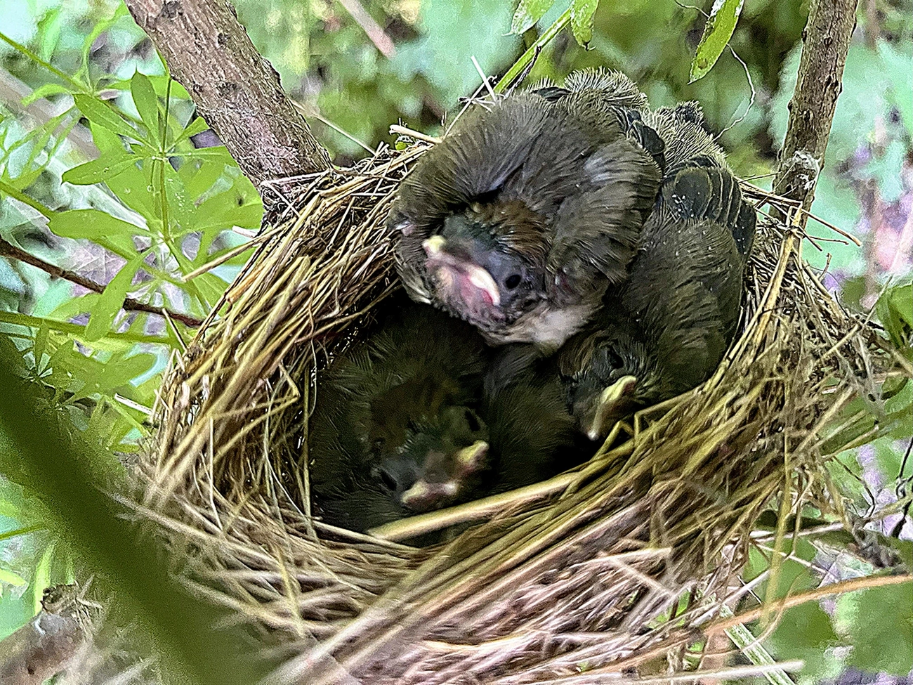 Hof Drögemühle - Landwirtschaft - Vogelnest