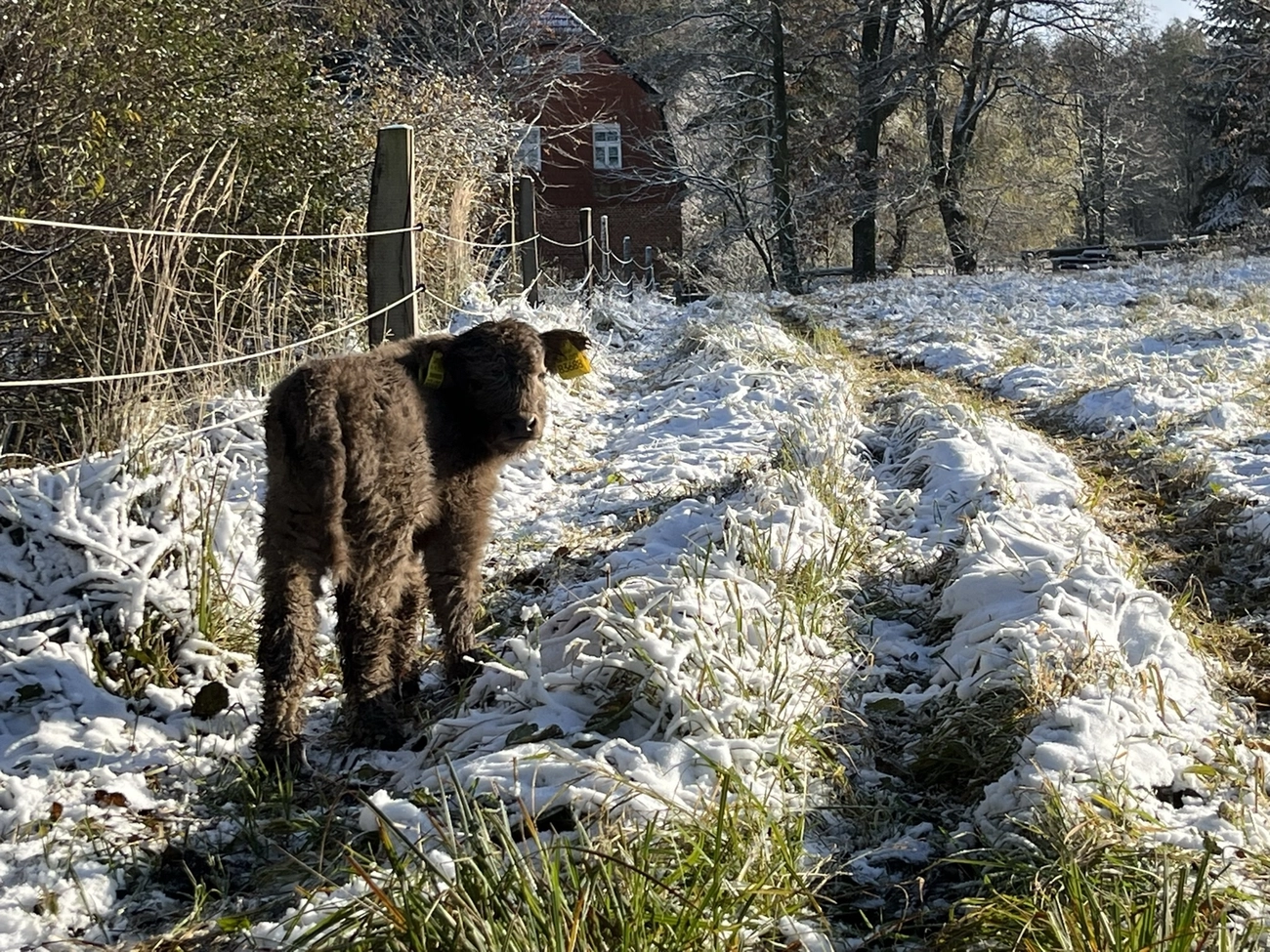 Hof Drögemühle - Landwirtschaft - Kalb