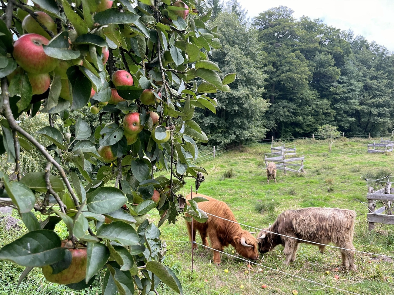 Hof Drögemühle - Landwirtschaft - Herde